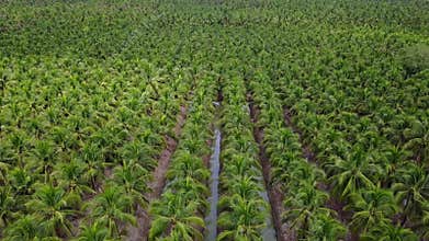 4k aerial view agriculture coconut farm