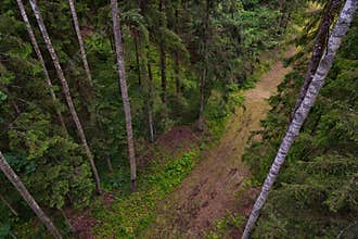 Forest path, top view nature background