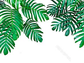 Green leaves of Monstera philodendron the tropical forest plant, evergreen vine isolated on white background, clipping path