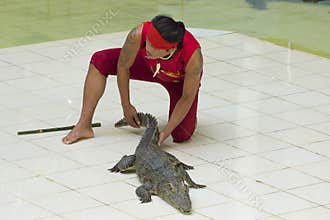 Thai man teasing crocodile