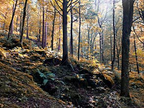 sunlit woodland in early autumn in Yorkshire