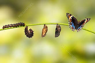 Life cycle of blue pansy butterfly Junonia orithya Linnaeus
