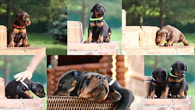 Collection of cute Doberman puppies