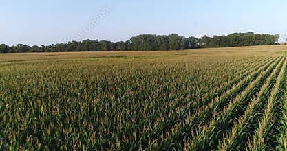 Fly Over Corn Field