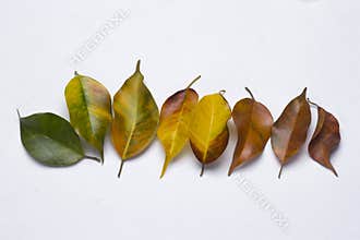 Life cycle