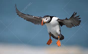 Atlantic Puffin