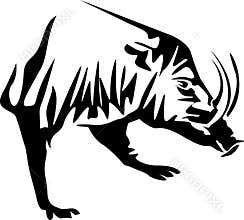 Boar