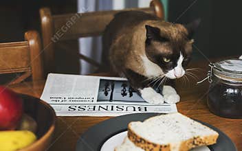 Eatery Breakfast Morning Meal Cat
