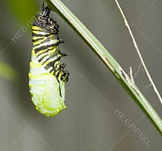 Hanging monarch caterpillar