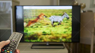 Watching wildlife documentary at home