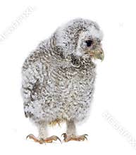 Owlet- Athene noctua (4 weeks old)