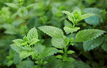 Lemon Balm
