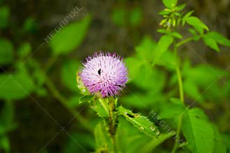 Close up wild flower