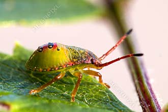 Green shield bug