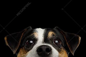 Jack Russell Terrier Dog on Black background