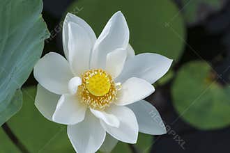 White lotus pure blossoming in the pond