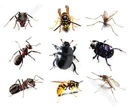 Insect collection