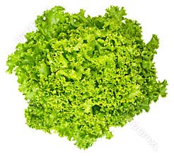 Lollo Bianco lettuce from above on white background