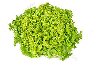 Lollo Bianco lettuce front view on white background