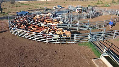 Outback Cattle Mustering with herd of cattle