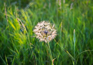 Dandelion