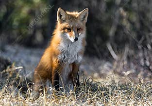 Red Fox