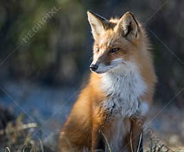 Red Fox