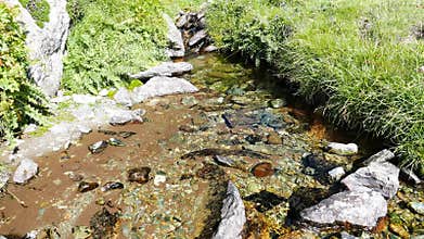 Little stream flowing in idyllic uncontaminated environment crossing green meadows on the Italian Alps in summer.