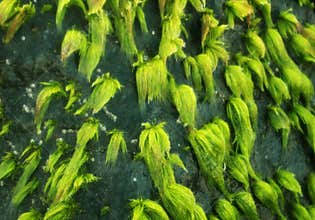 Sea algae on the rock