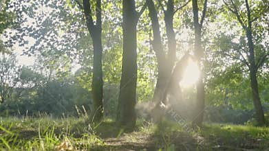 Border collie jumps high for frisbee in the sunshine outdoors, slow motion