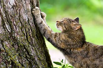 Cat Scratching Post