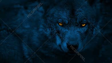 Wolf looking around with glowing eyes at night