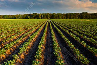 Countryside with potato field