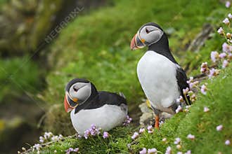 Atlantic Puffin - Fratercula arctica, Shetlands, United Kingdome