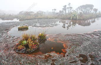 Mount Roraima landscape