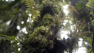 Moss and branch with drop of water