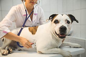 Female veterinarian with dog at vet clinic