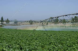 Potato production on irrigation by pivot center