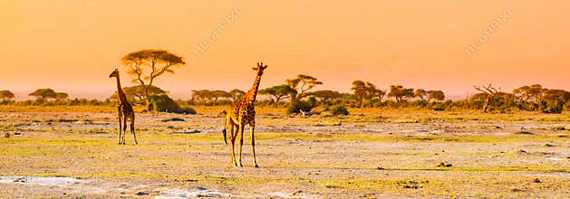 Evening panorama of savanna with giraffes, Amboseli National Park, Kenya, Africa