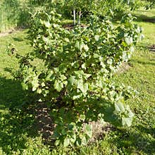 Garden greenery with black currant bush