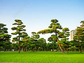 Beautiful view of japanesse trees in Hibiya park in Tokyo, Japan
