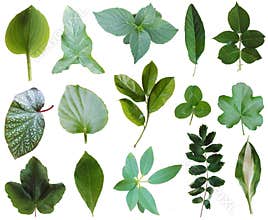 Leaves collection 1