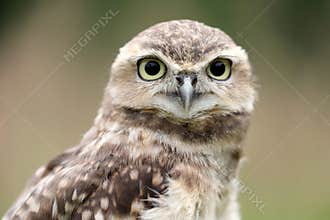 Burrowing Owl