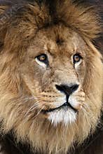 Male Lion