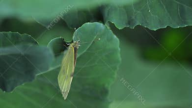 Butterfly laying eggs on green leaf