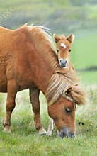 Wild Dartmoor mother and foal
