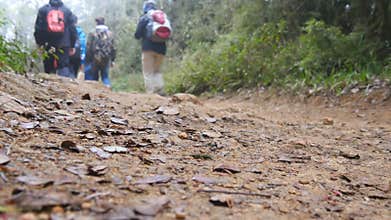 Group of multiracial hikers walking along the forest path. Tourists with backpacks hiking on footpath through the woods
