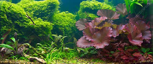 Tropical aquarium