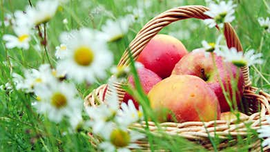 Close-up. Beautiful red apples in a basket, in the midst of a flowering daisy field, lawn