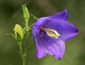 Harebell flower